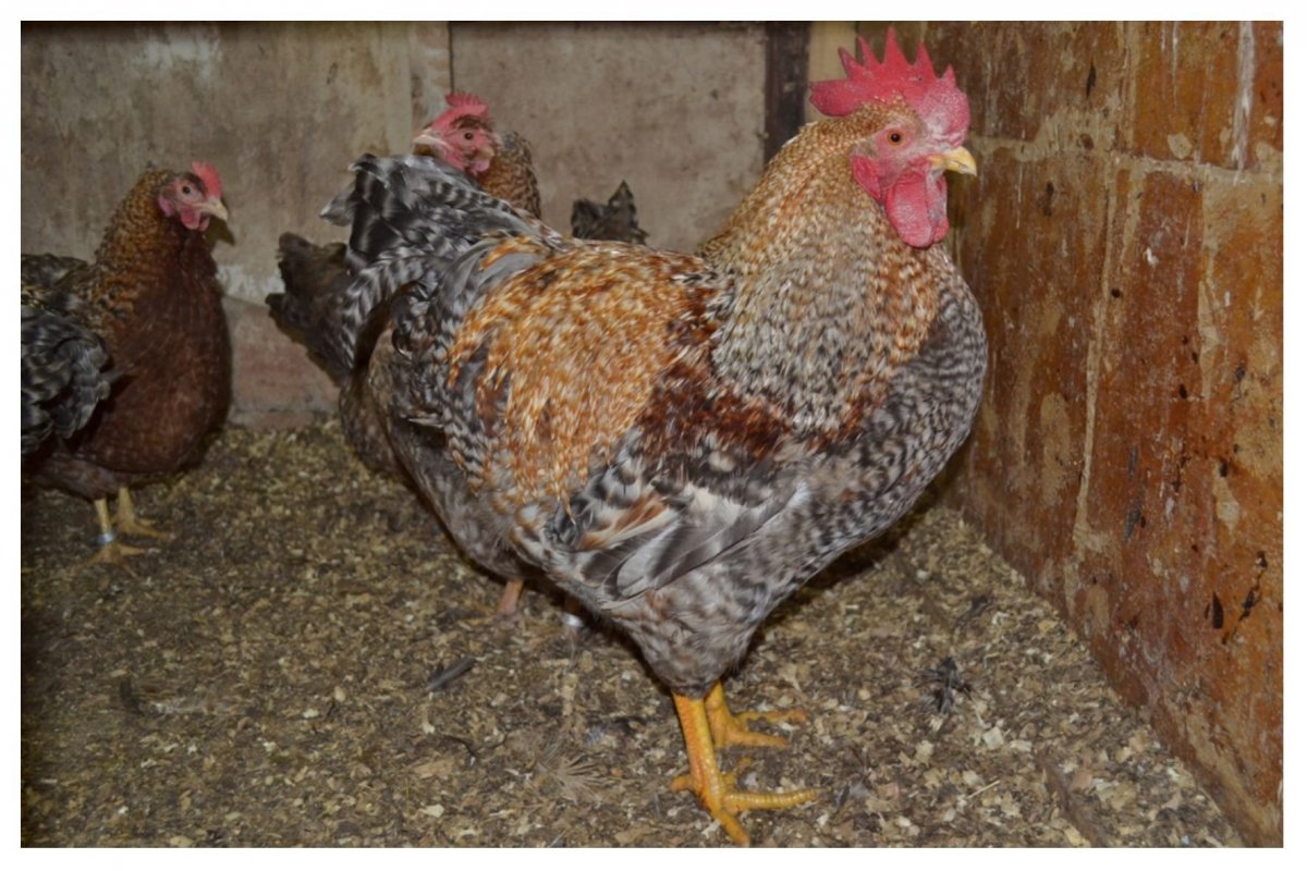 Цыплята породы Билефельдер