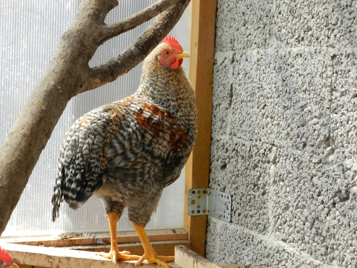 Цыплята Билефельдер