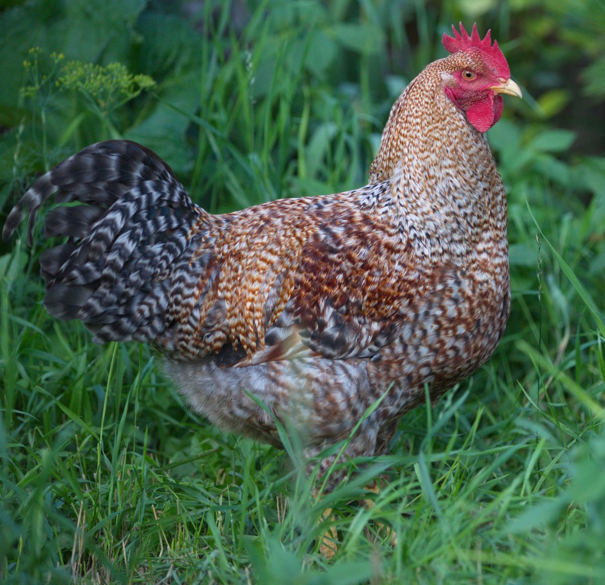 Билефельдер золотой