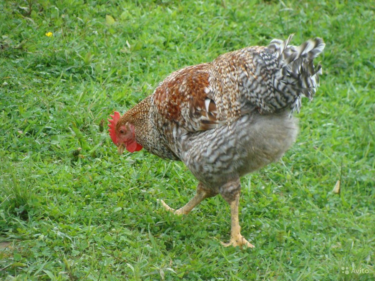 Куры немецкой породы