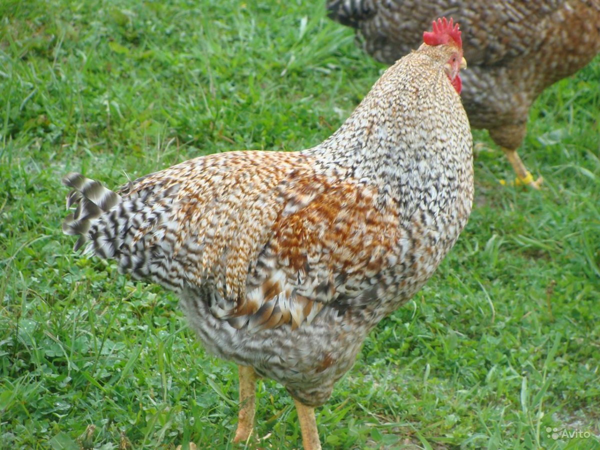 Билефельдер порода кур