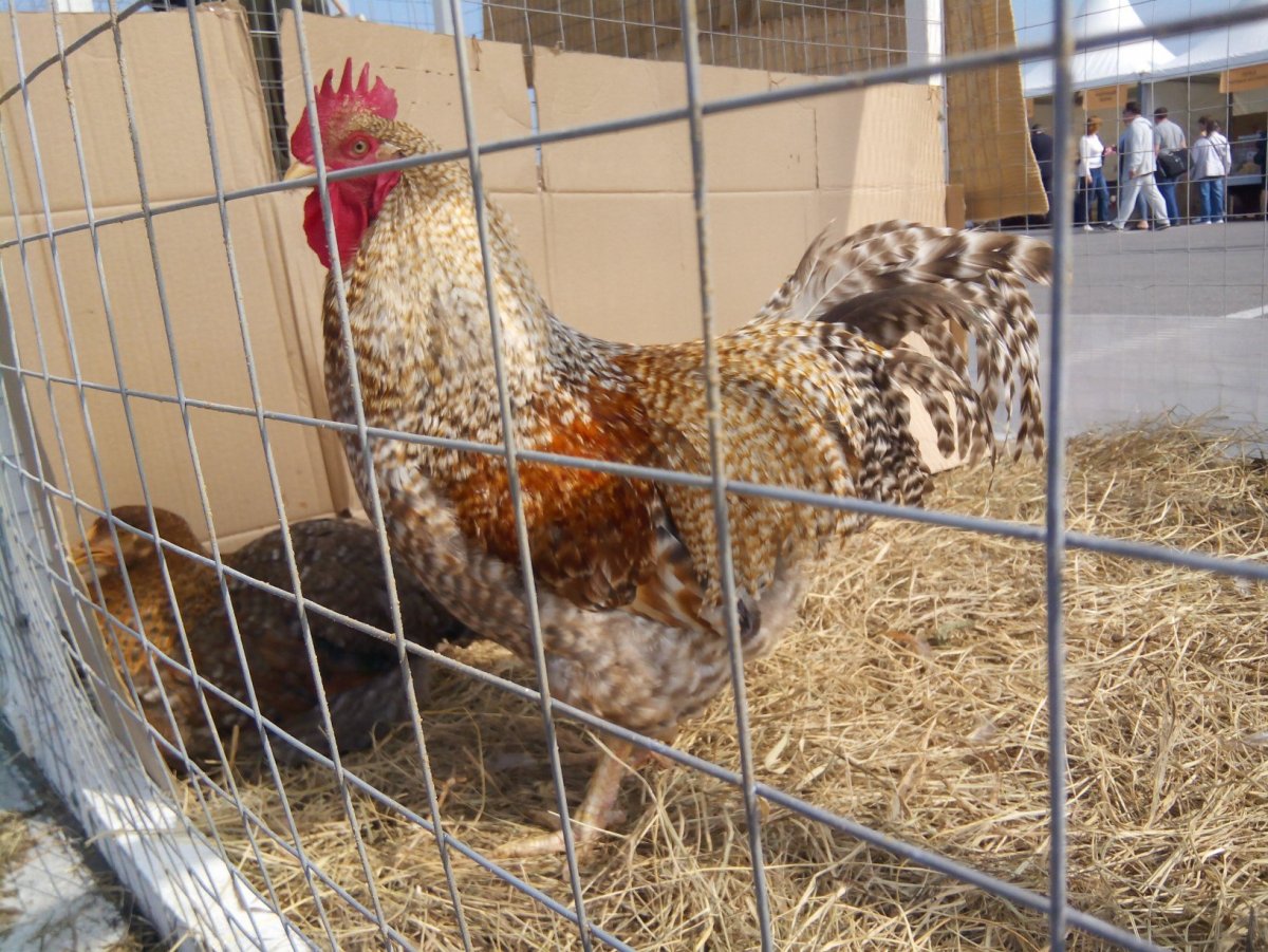 Бильфельд порода кур