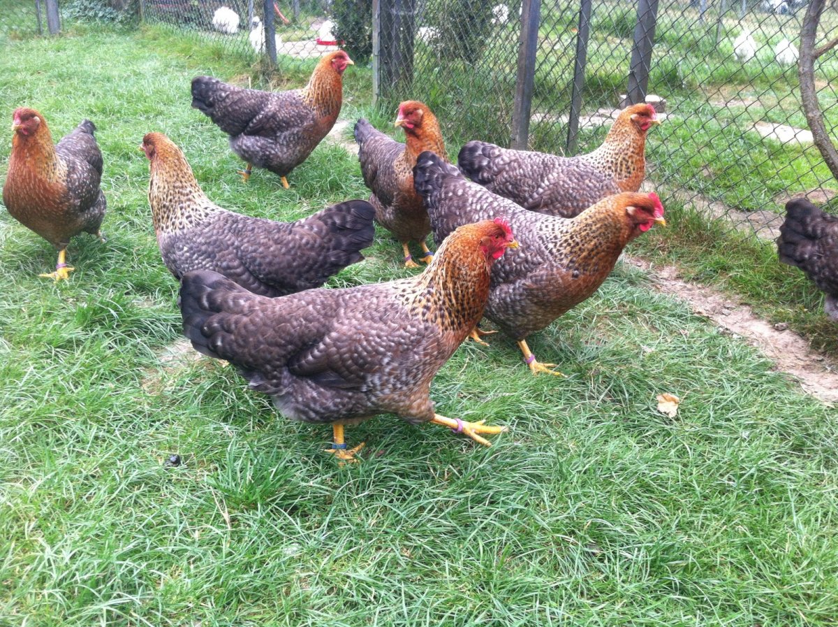 Куры породы Билефельдер