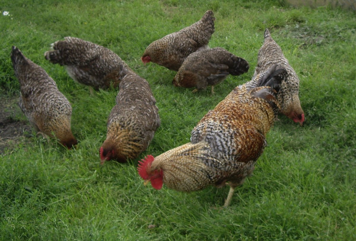 Бельведер порода кур описание фото отзывы