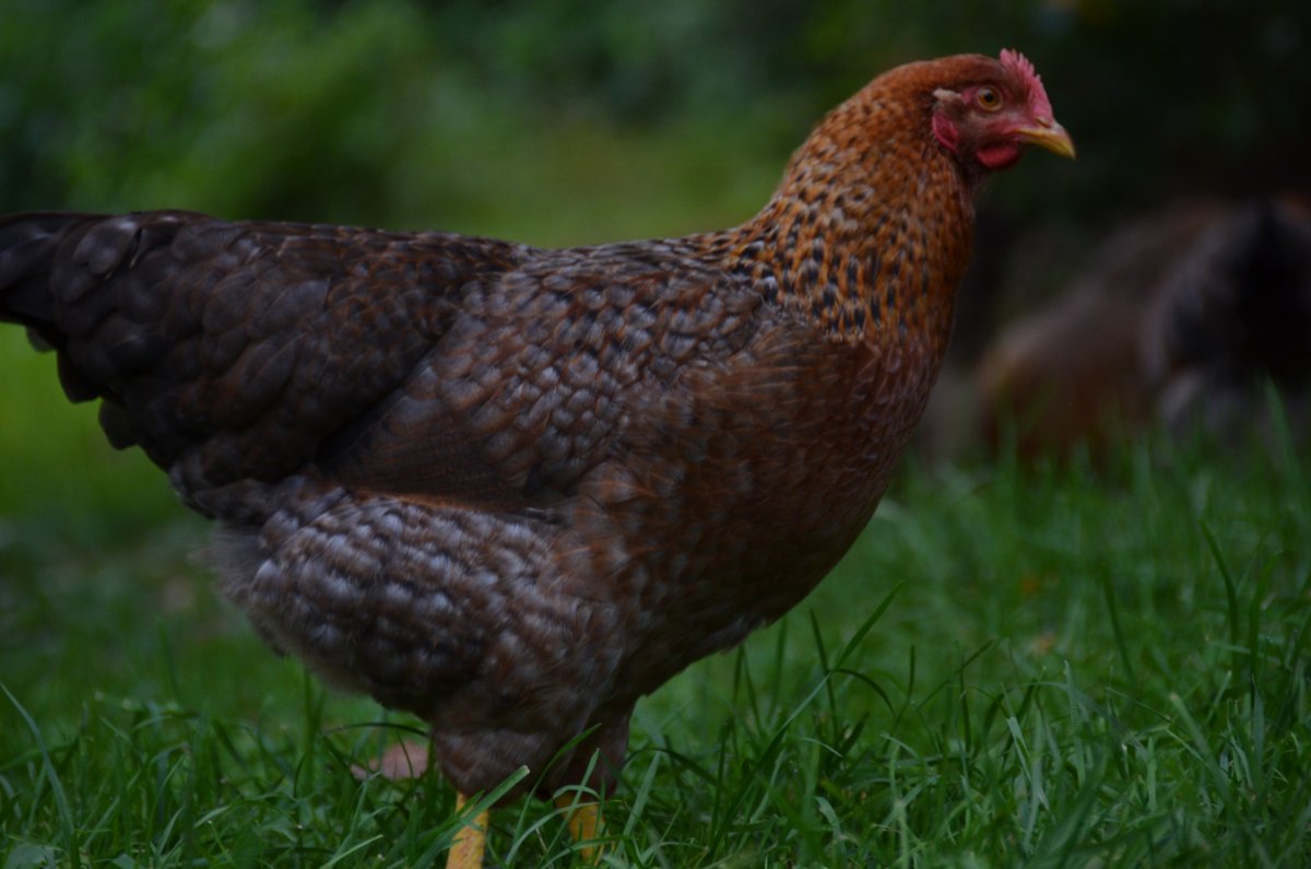 Билефельдер криль