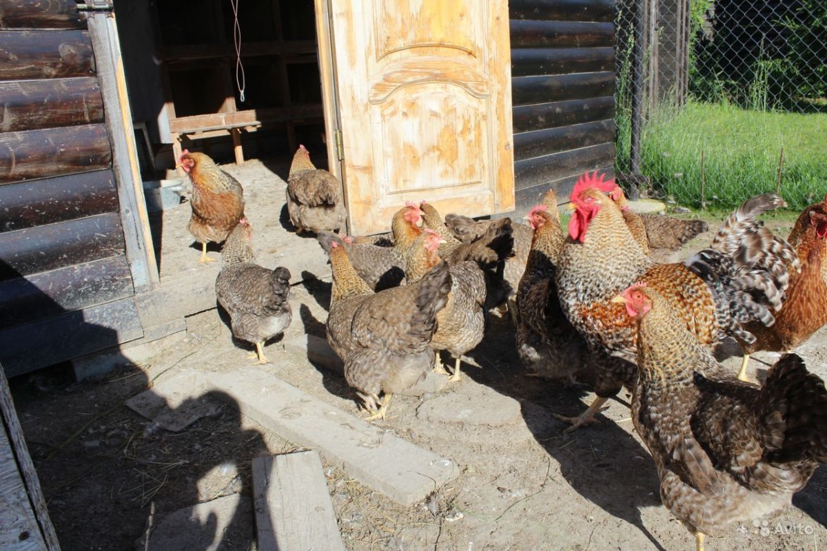 Яйца кур породы Билефельдер