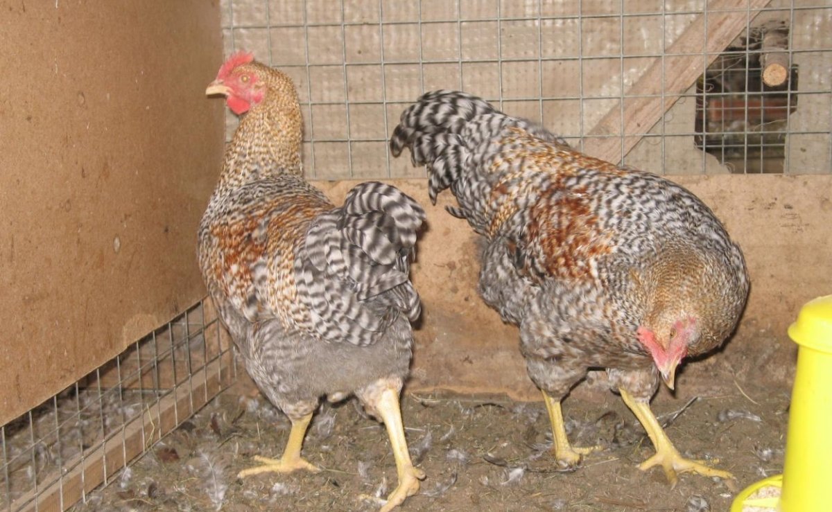 Петух Виандот