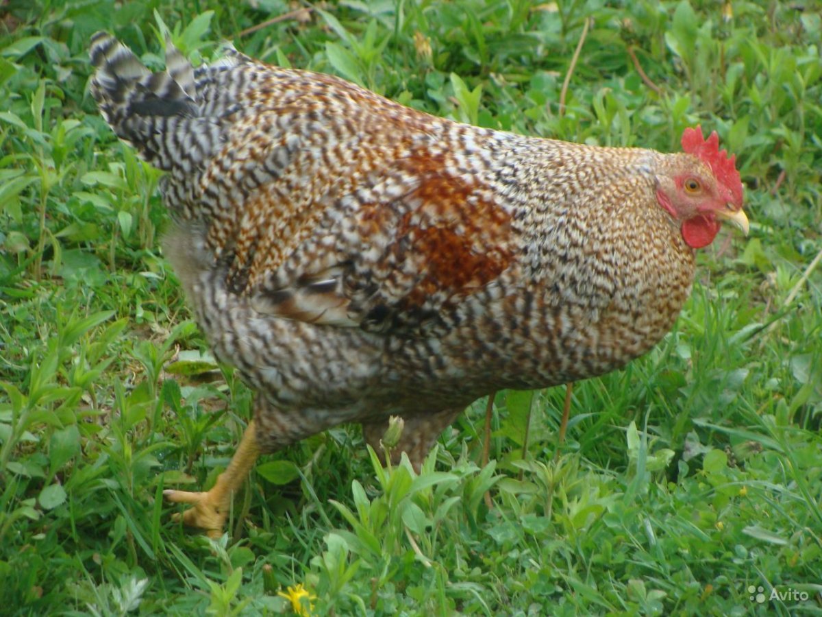 Билефельдер порода кур