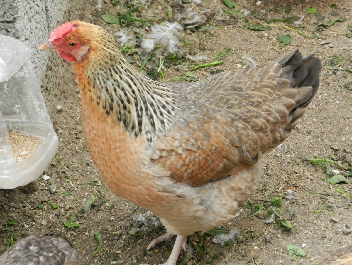 Билефельдер криль