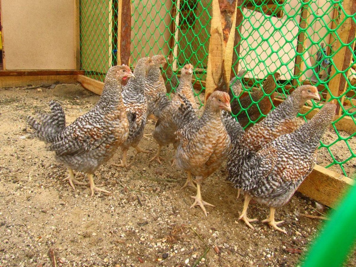 Куры Билефельдеры веса и роста