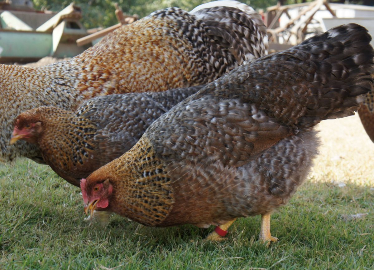 Билефельдер порода