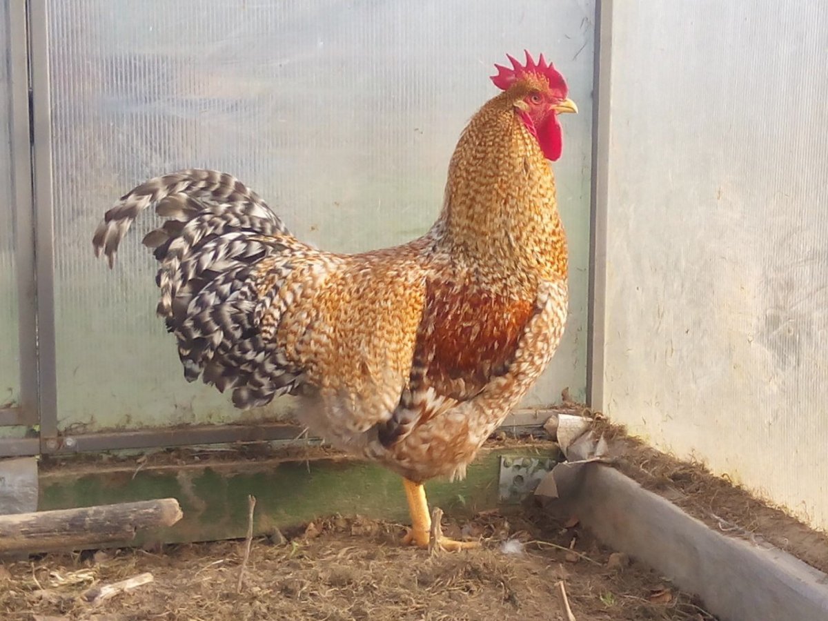 Цыплята Билефельдер