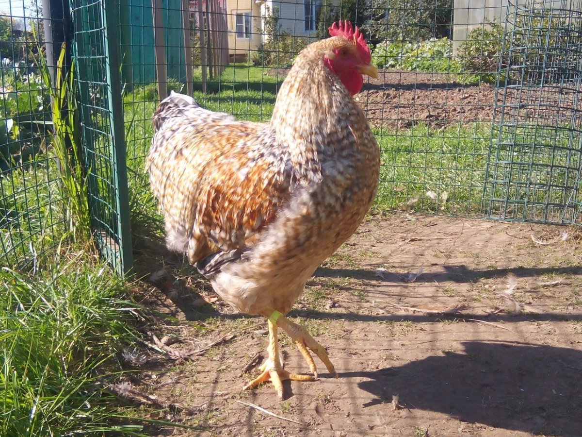 Малины куры