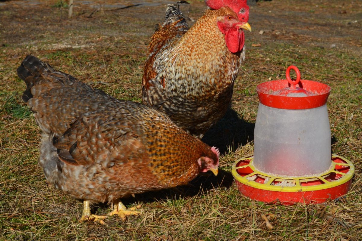 Куры Билефельдер серебристый