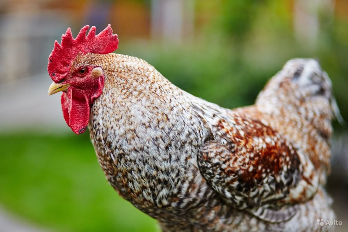 Молодые Петушки породы Билефельдер