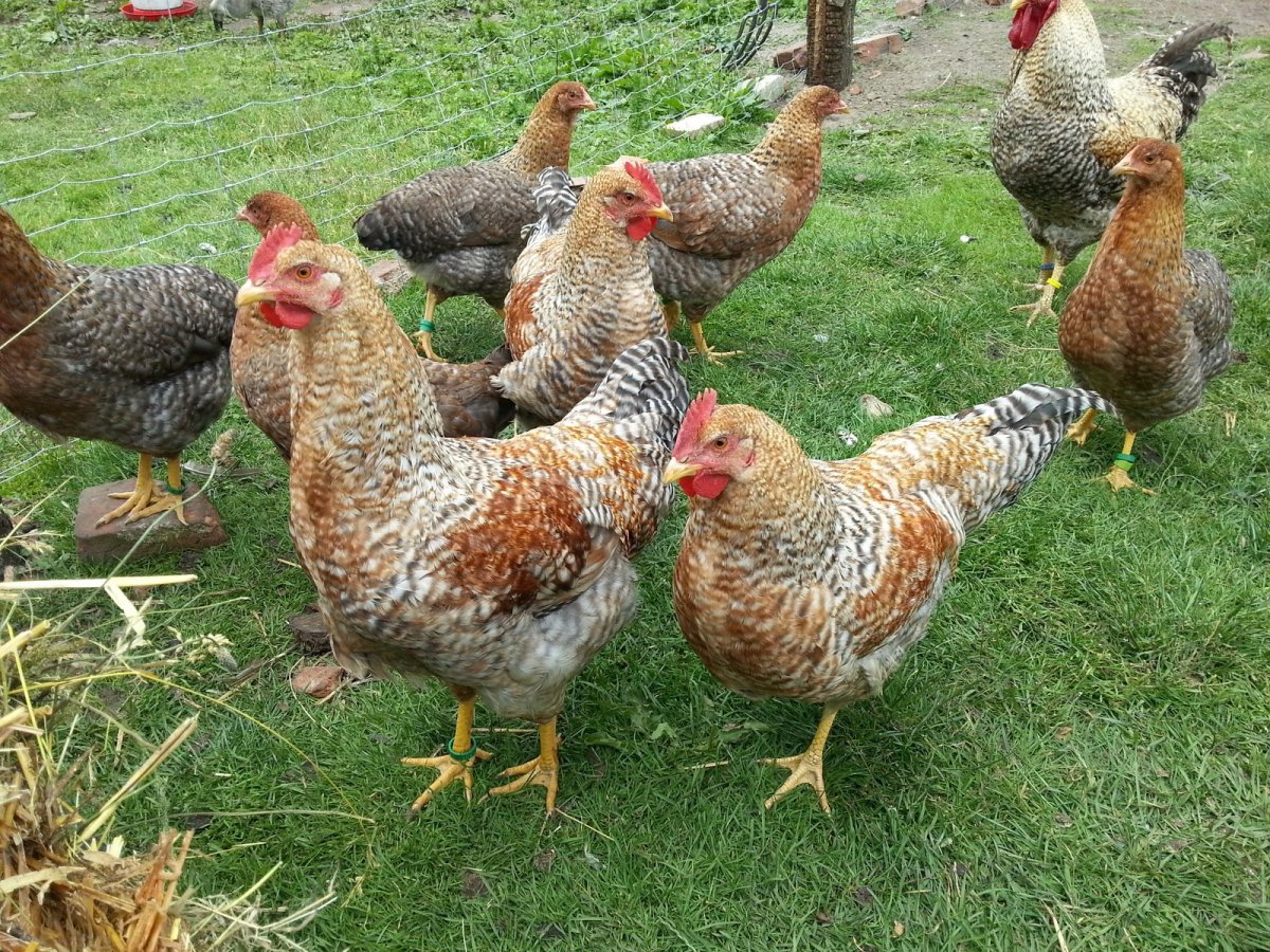 Куры породы Билефельдер