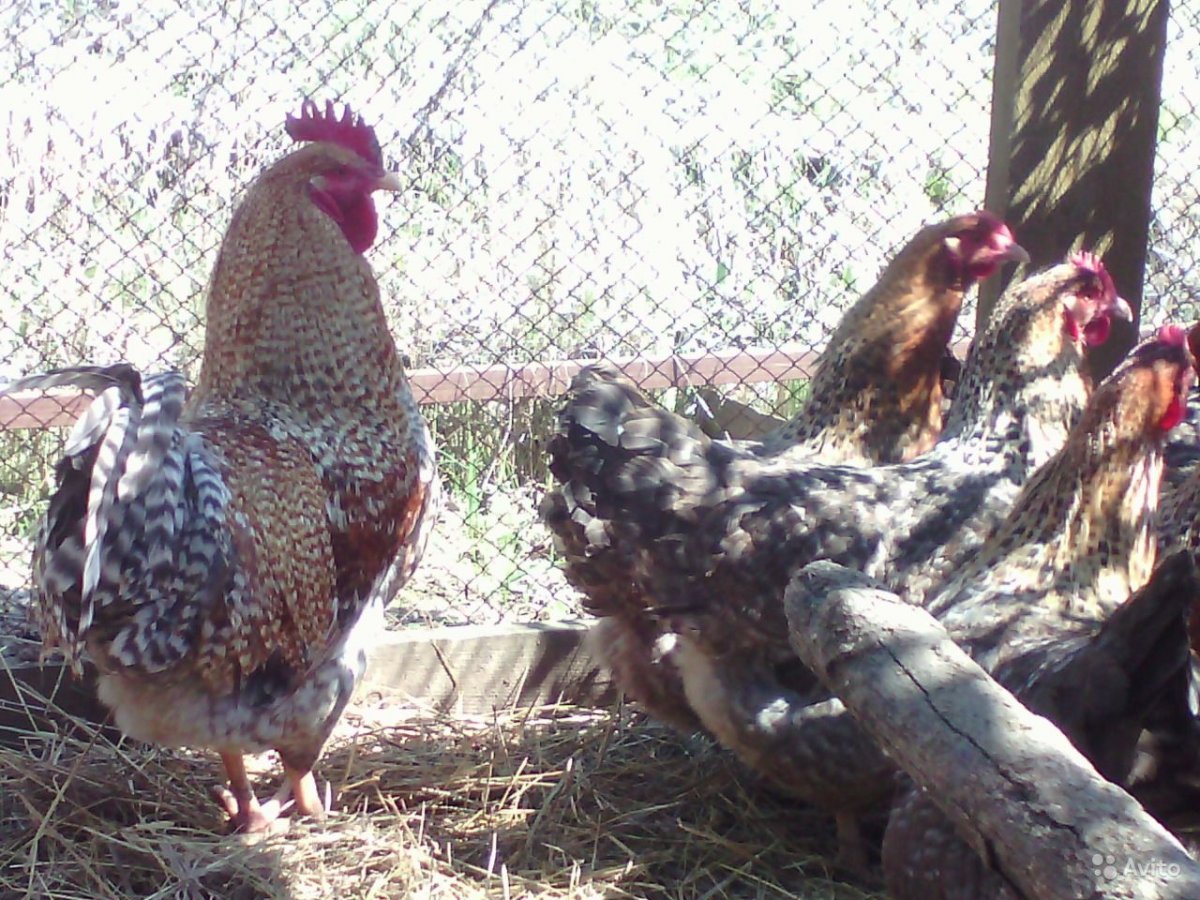 Цыплята породы Билефельдер