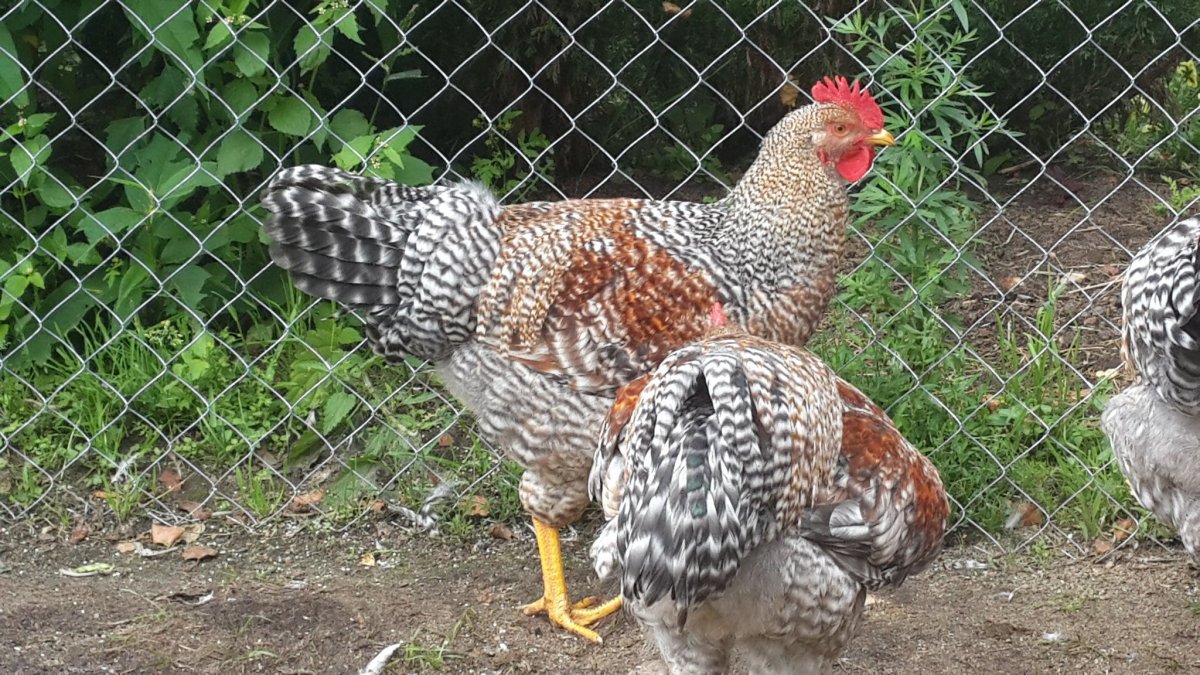 Куры Билефельдер серебро