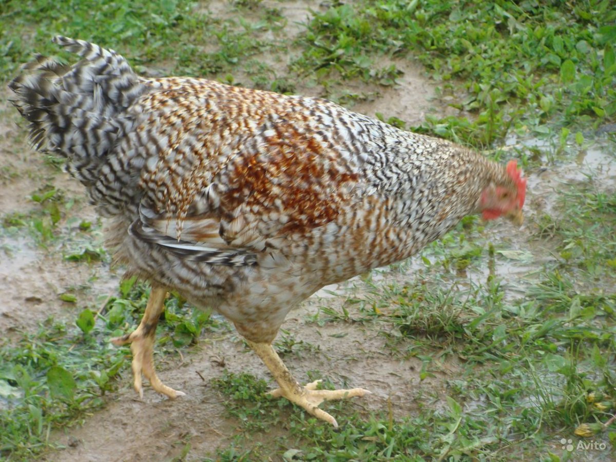 Цыплята Билефельдер