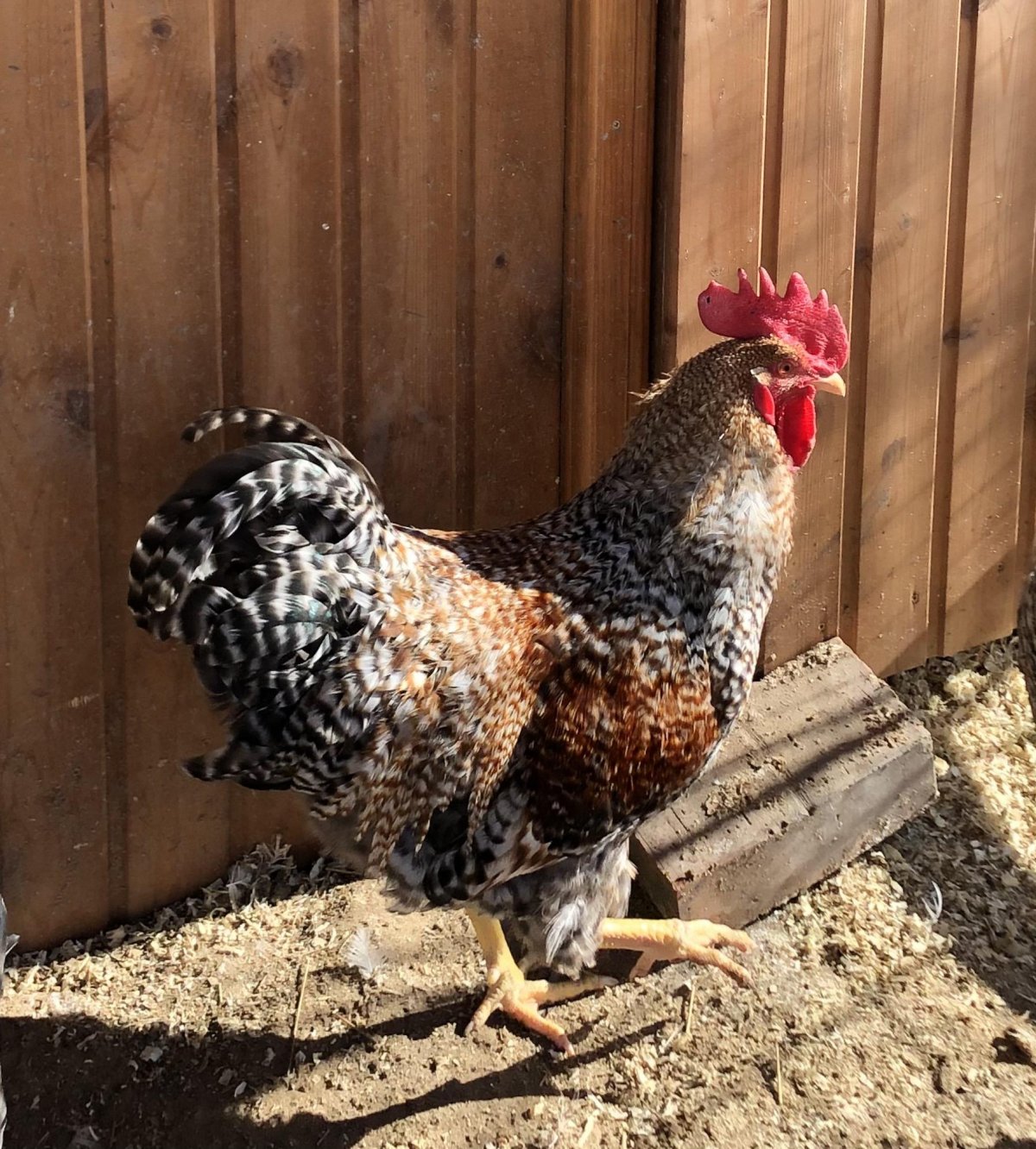 Породы кур в горошек