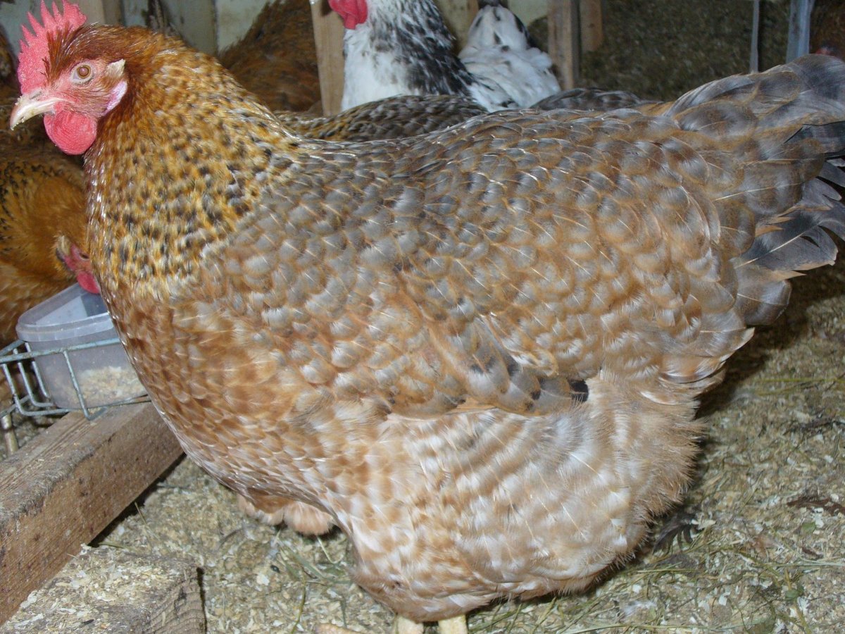 Куры породы Билефельдер