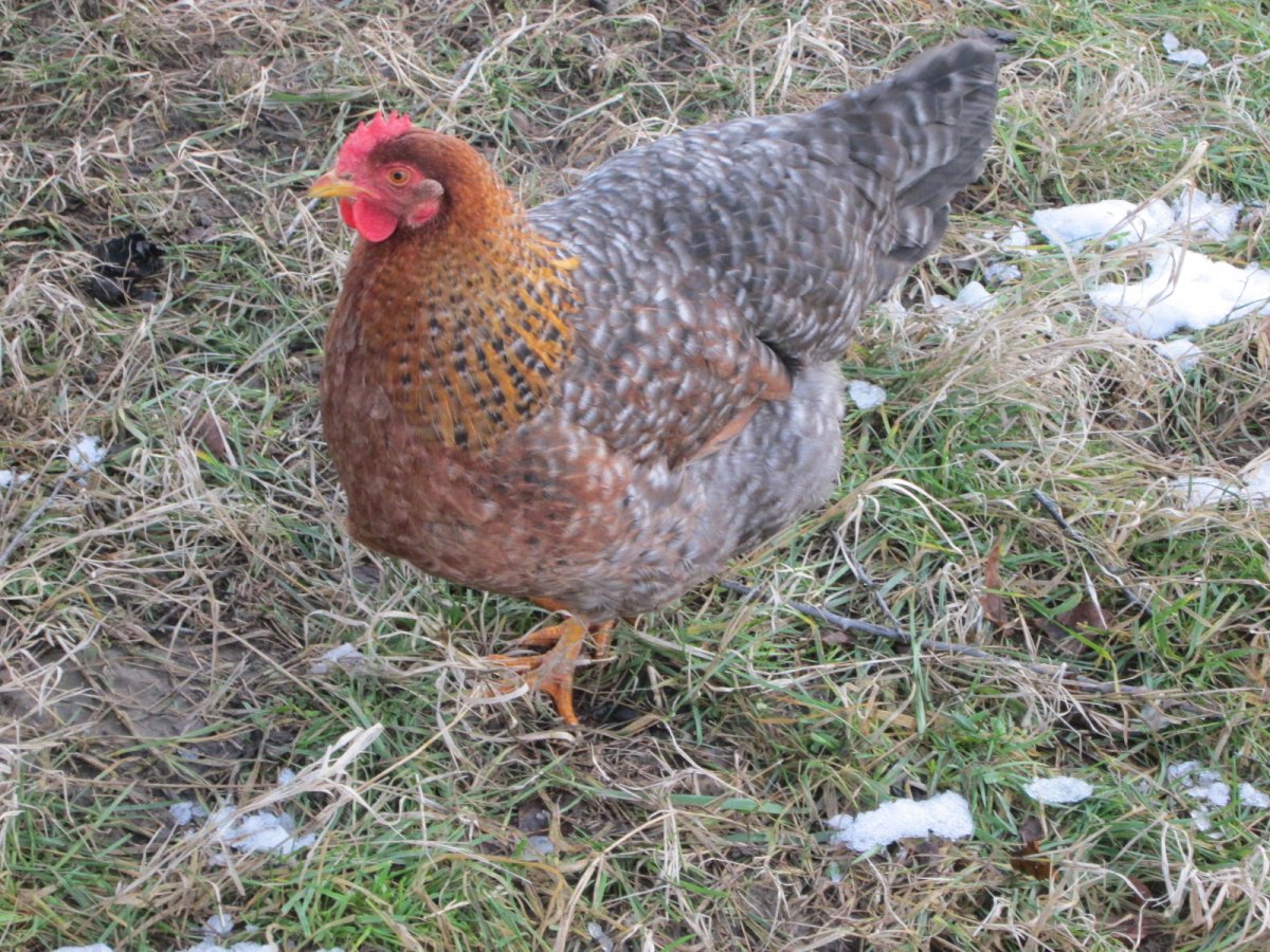 Цыплята Билефельдер