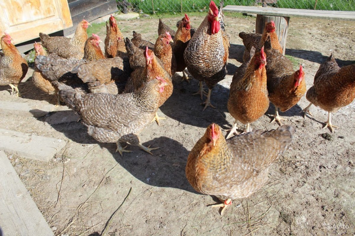 Немецкая порода кур Билефельдер