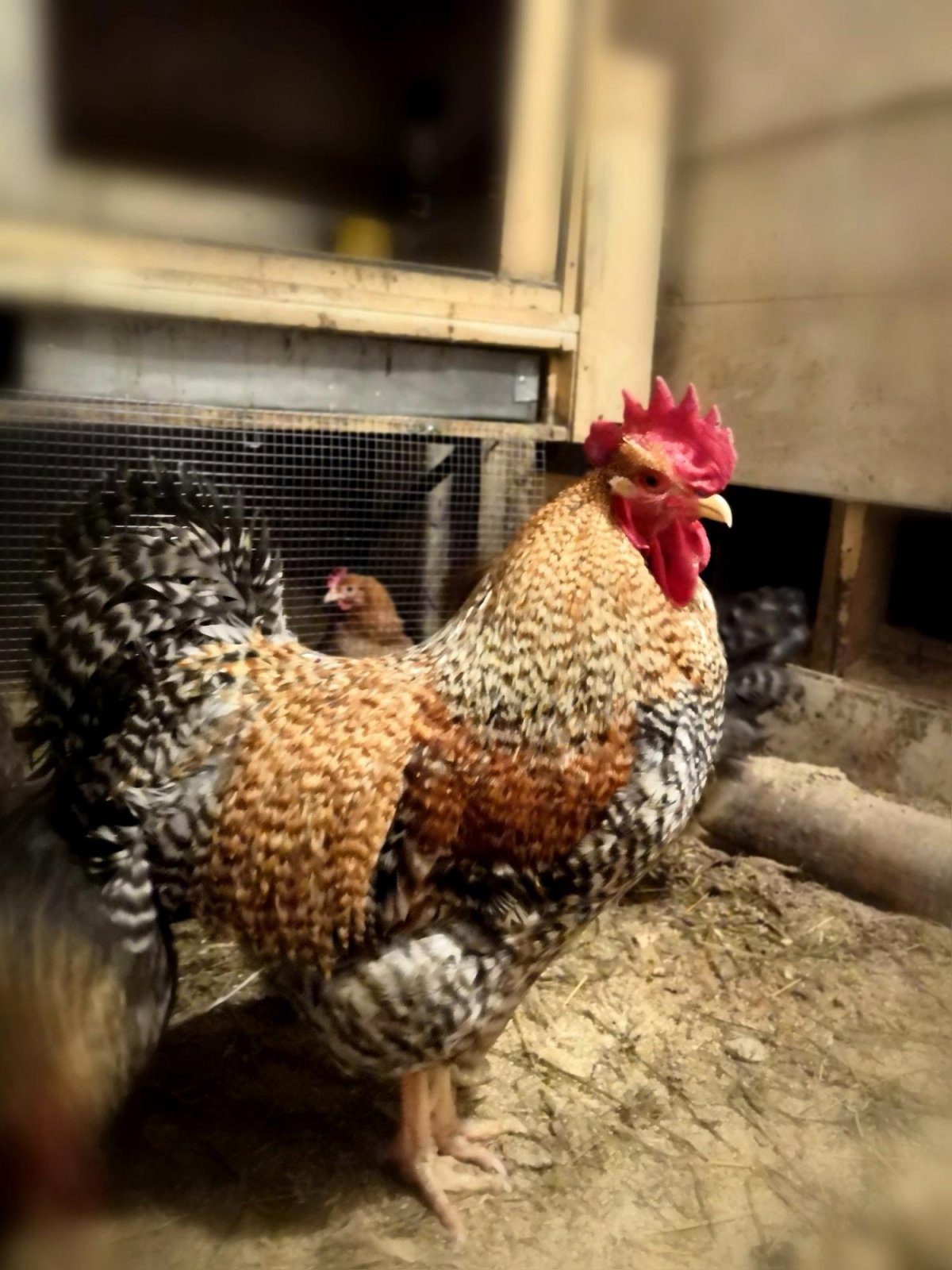 Куры и цыплята Билефельдер