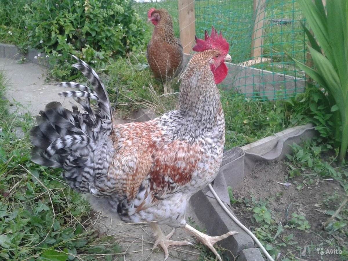 Билефельдер черный