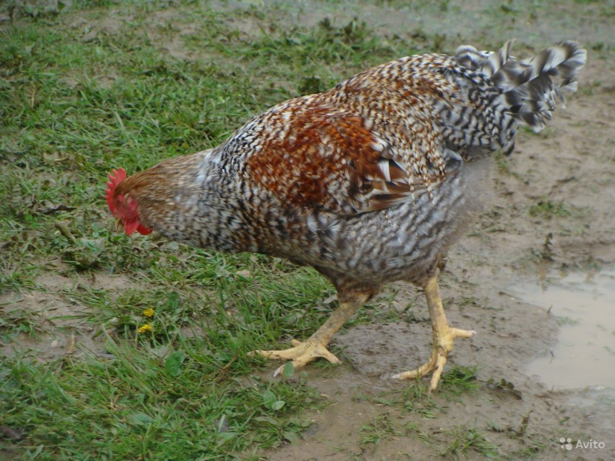 Билефельдер порода кур