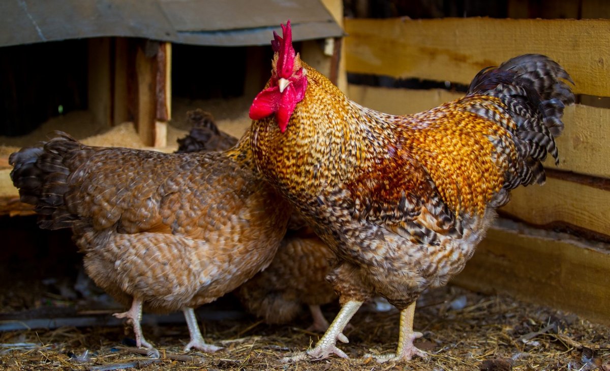 Билефельдер серый