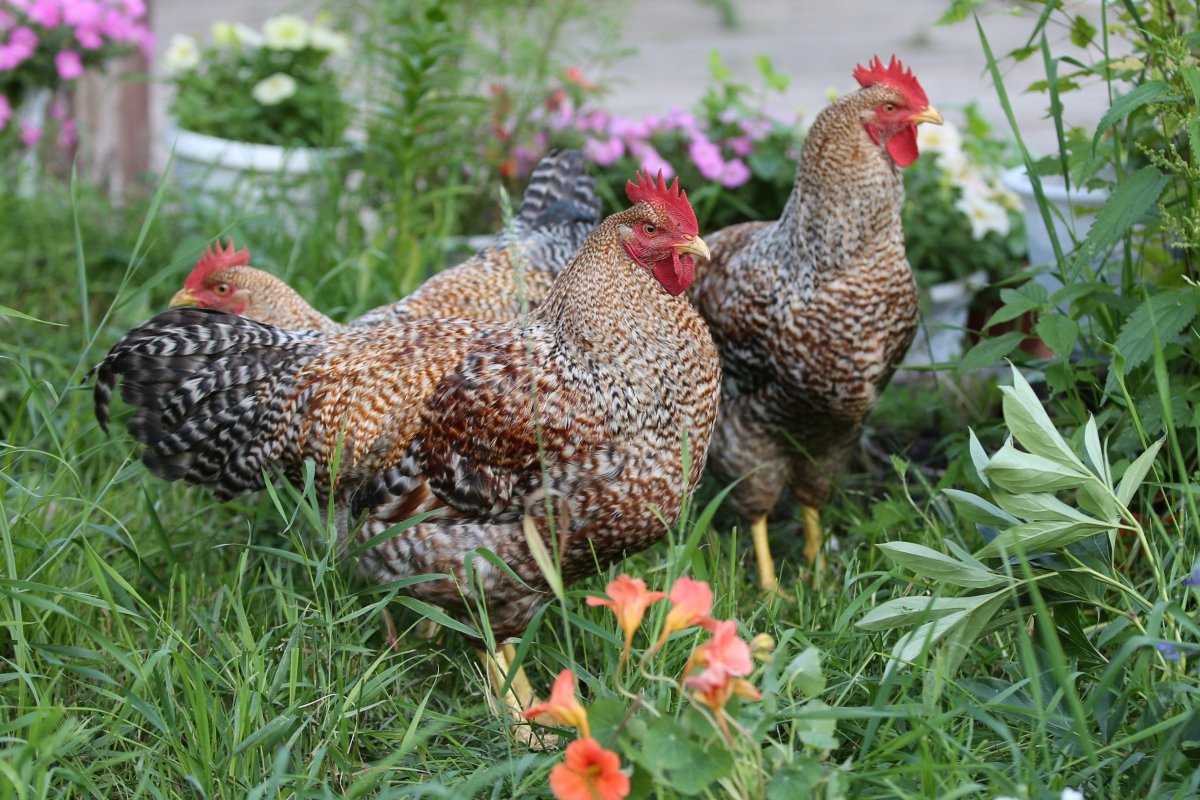 Легбар порода кур