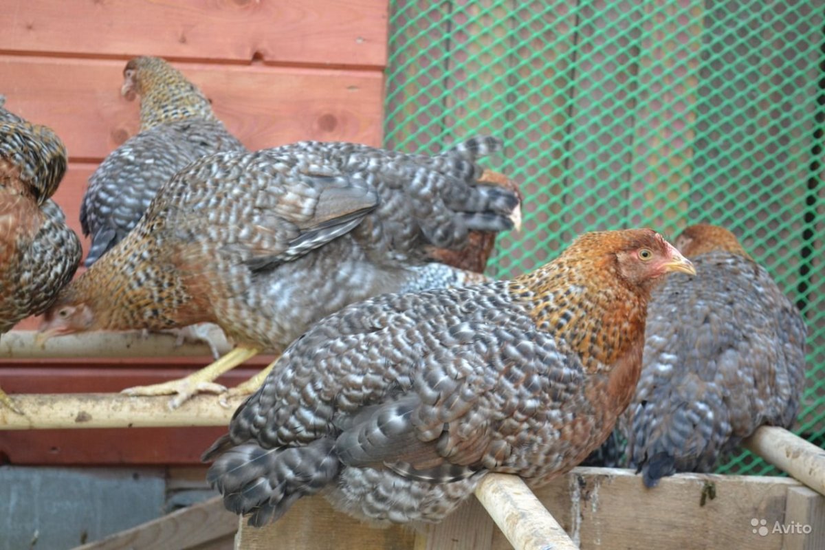 Цыплята Билефельдер 1 месяц