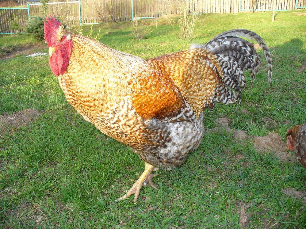 Билефельдер яйцо