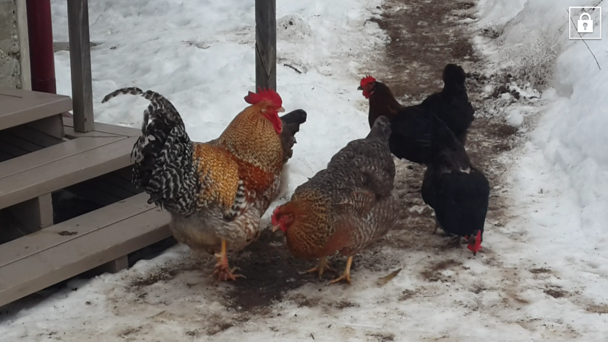 Петух Белореченской курицы