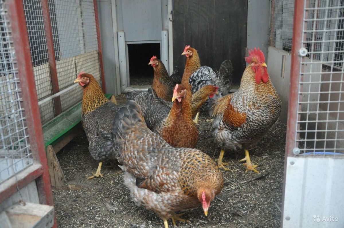 Билефельдер инкубационное яйцо