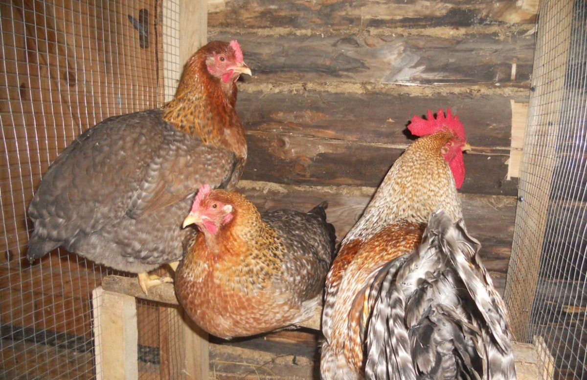 Виандот золотистый