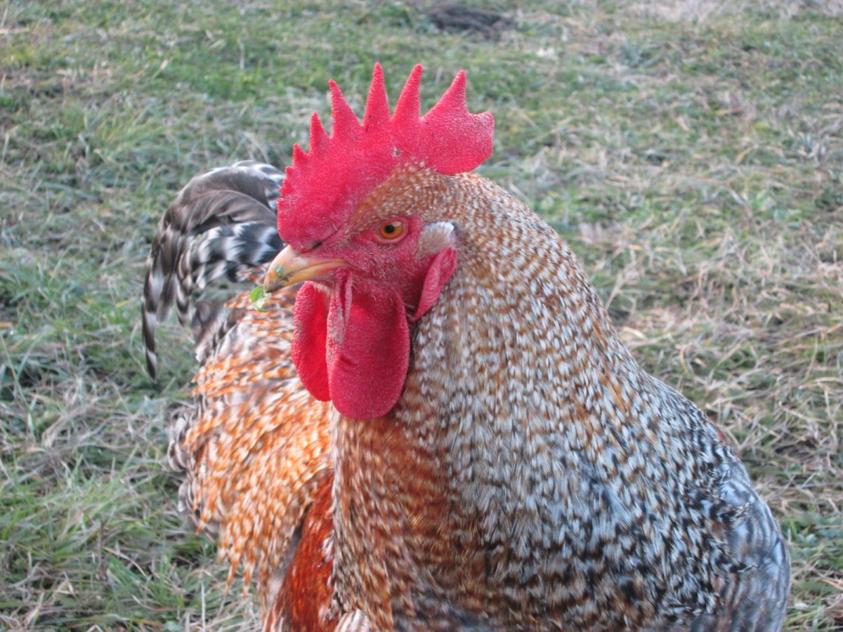 Билефельдер золотой