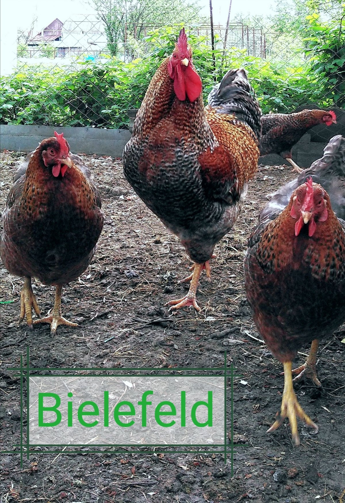 Цыплята Билефельдер