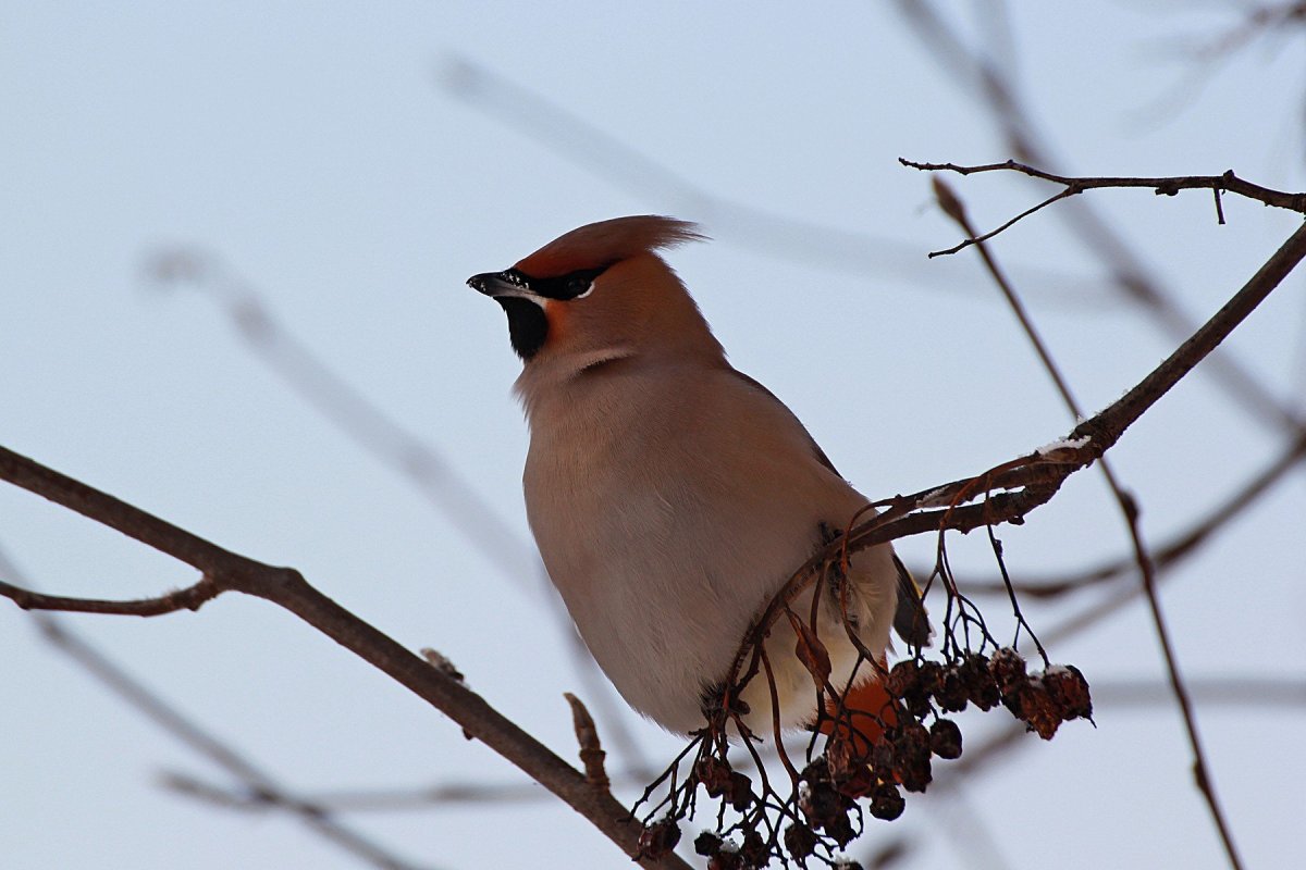 Шелковистый свиристель