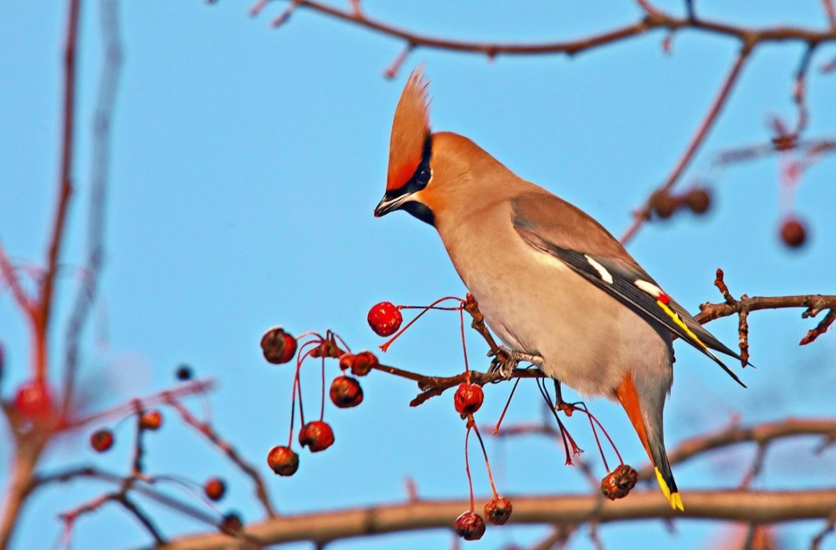Сорокопутовый свиристель