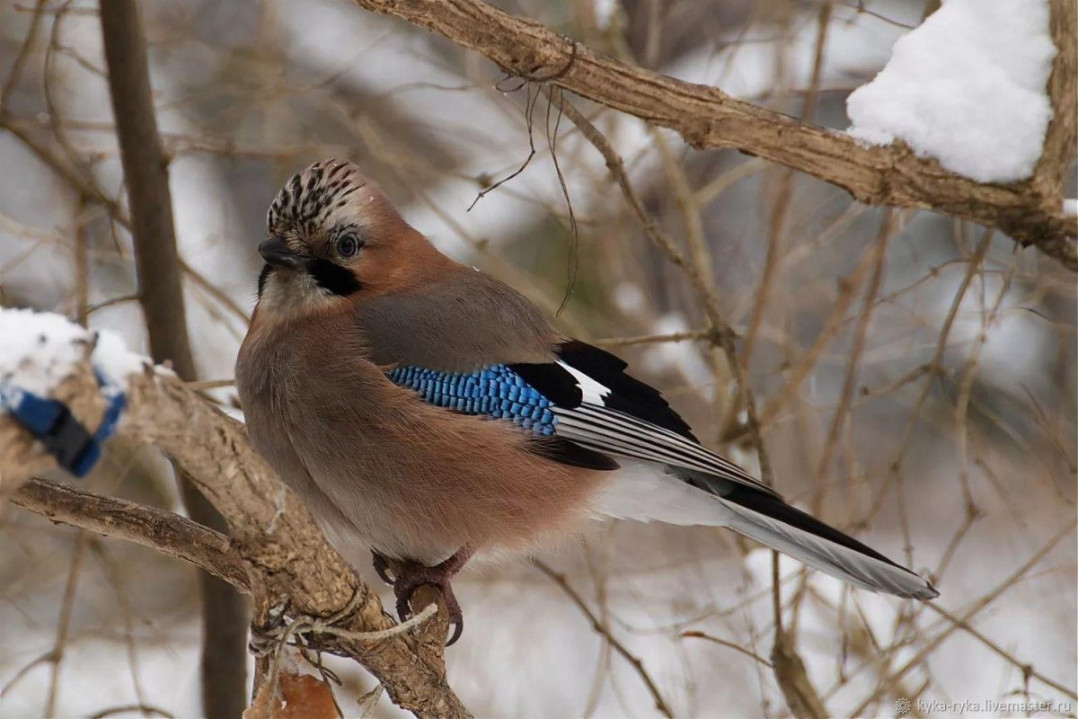Хохлатая Свирель