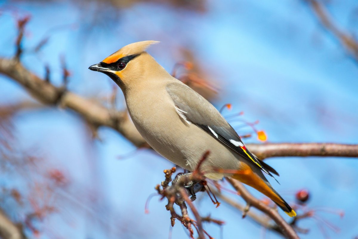 Богемский свиристель