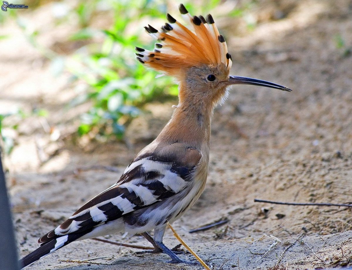 Удод (Hoopoe)