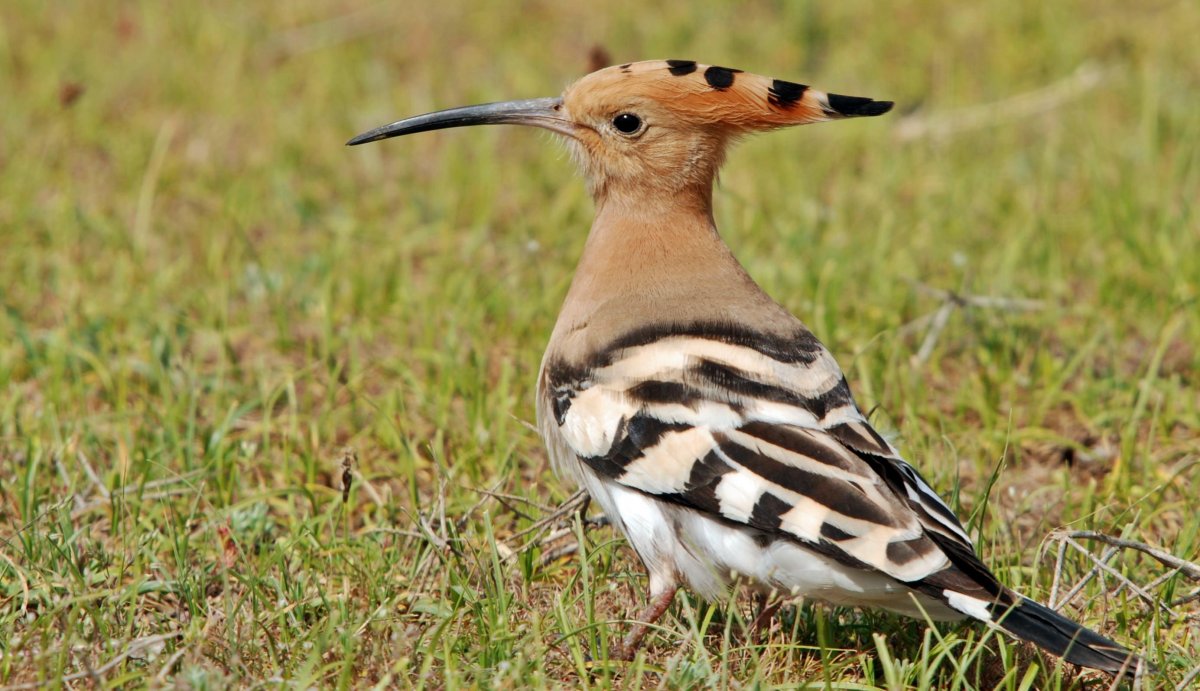 Свиристель обыкновенный