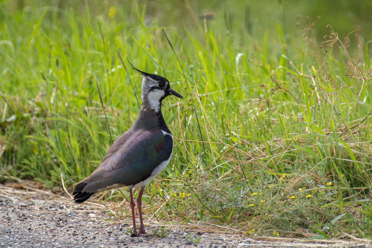 Сойка обыкновенная