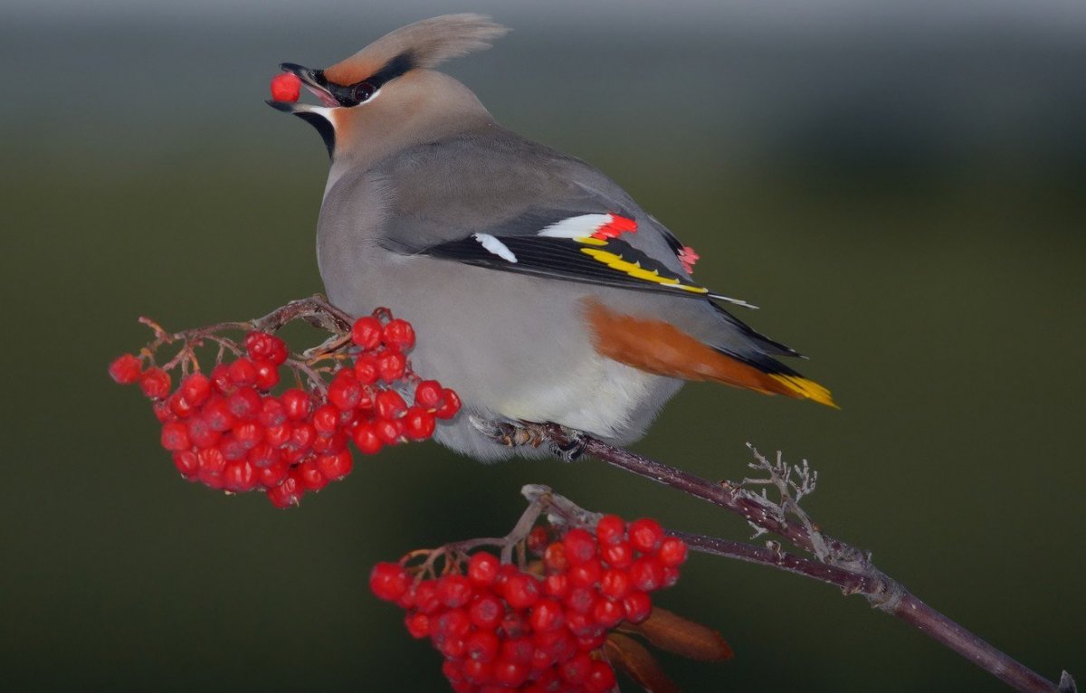 Памирский Удод