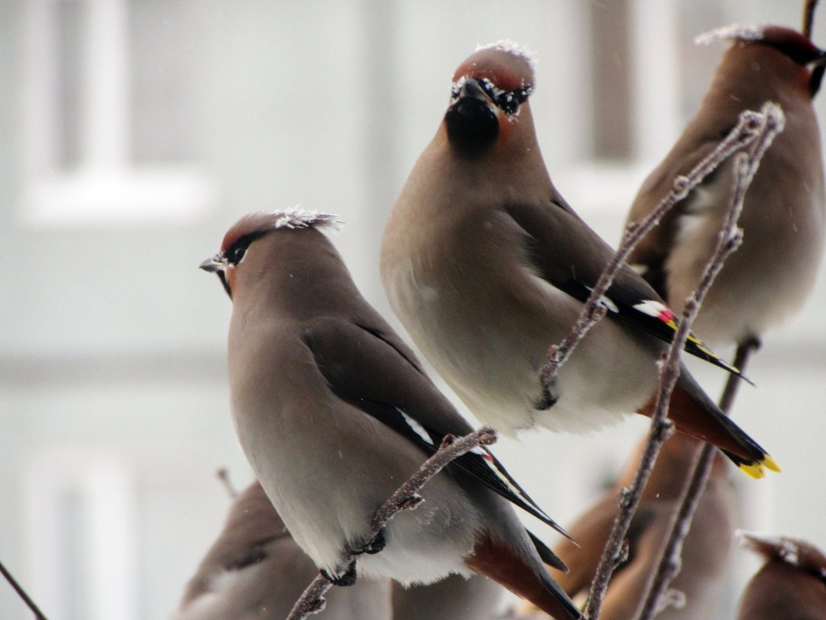 Удод Забайкальский