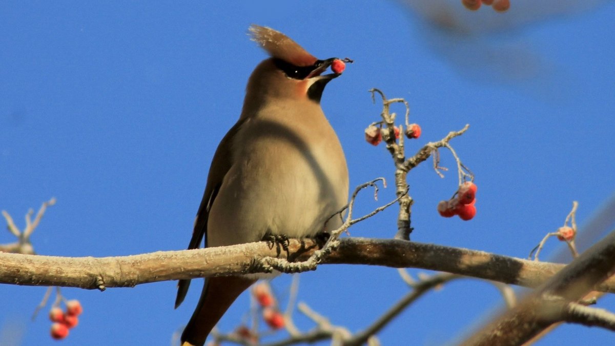 Птица с хохолком в Ленинградской