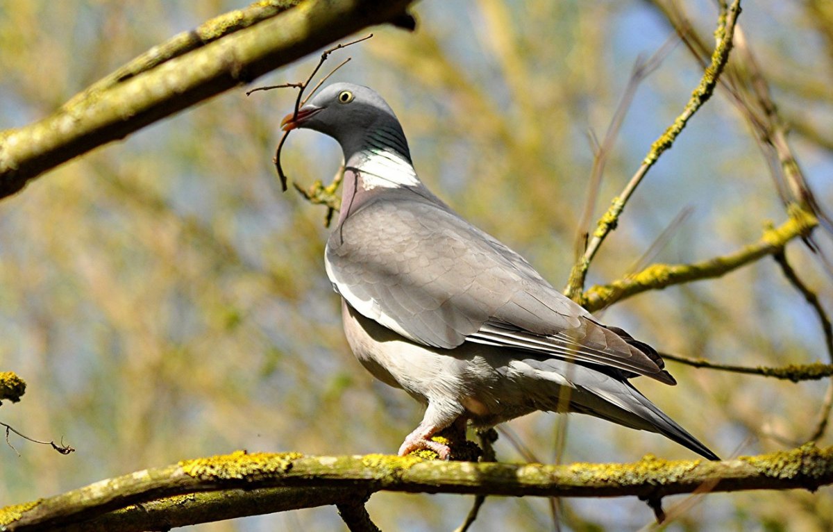 Мрачный голубь